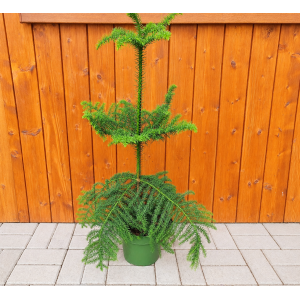 Araukária štíhla (Araucaria Heterophylla) Blahočet čilský - výška 70-90 cm, kont. C5L
